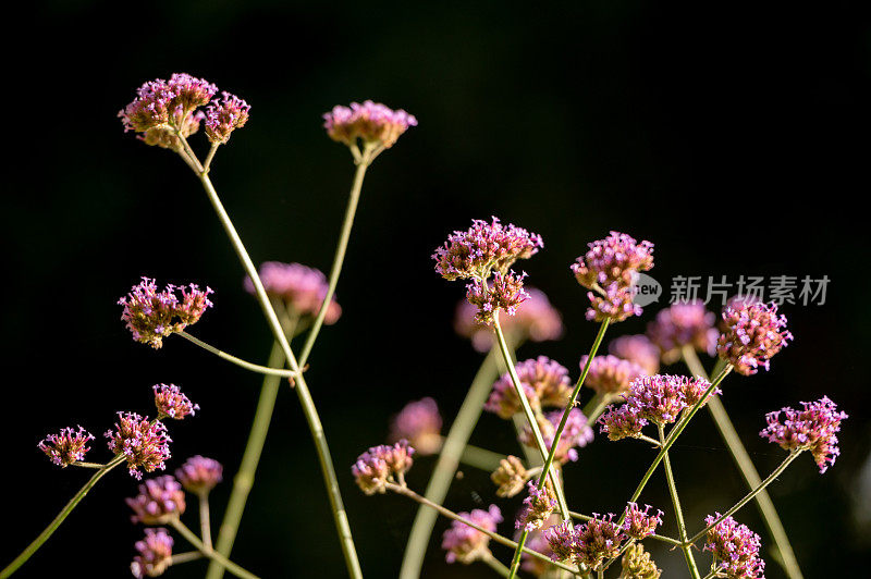 花园里的植物特写