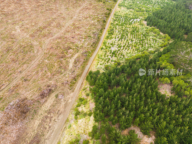 松林鸟瞰图，裸露的森林砍伐区域被砍倒的树木。