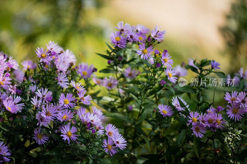 特写柔软的紫色菊花自然