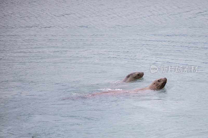 海狮捕鲑鱼