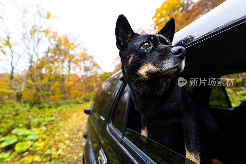 宠物狗望向车窗外，欣赏日本北部的秋天五彩缤纷的树木