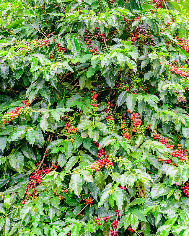 树枝上的咖啡浆果。