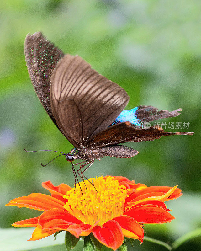 黑蝴蝶喝花汁——动物行为。