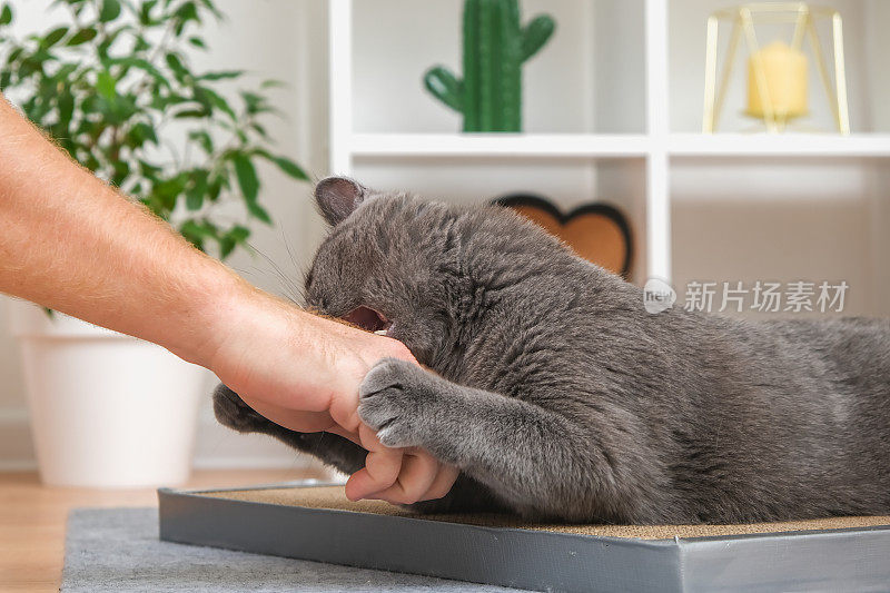 一只灰色的猫正在玩人的手。猫咬了男人的手。一只顽皮的灰猫。灰猫保护着他的玩具。