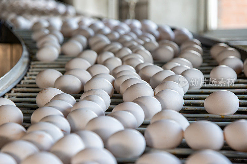 鸡蛋生产线，特写。