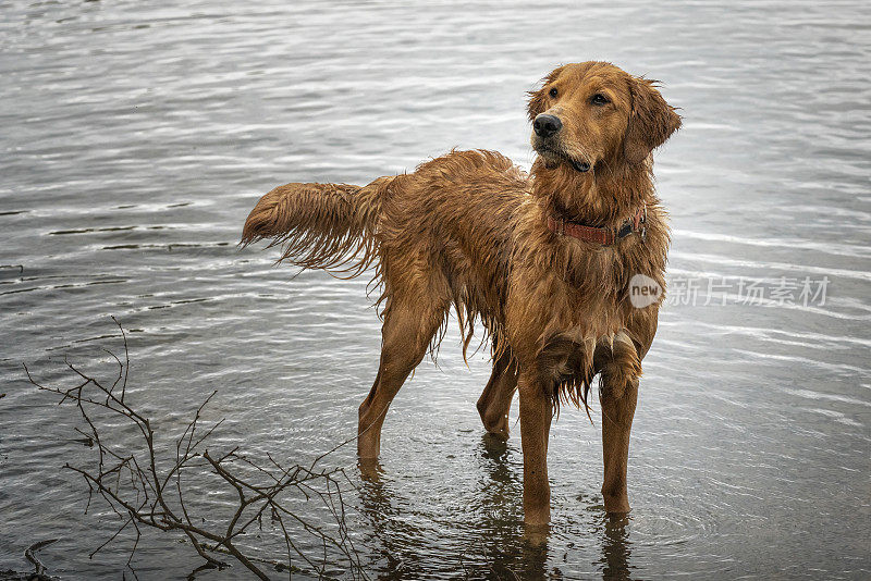 金毛犬站在滴水的池边