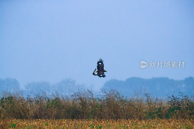 哈里斯的鹰带着胡茬在田野上空翱翔，寻找猎物