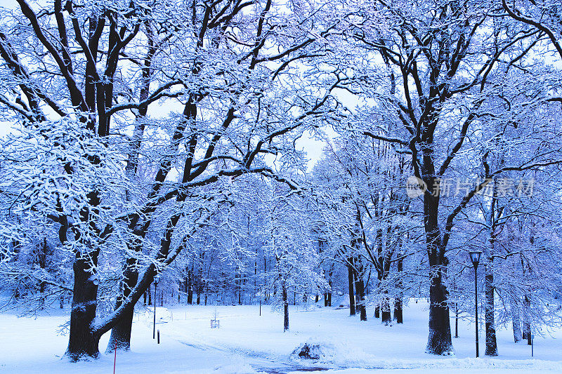 城市公园的冬季景观和积雪覆盖的树木