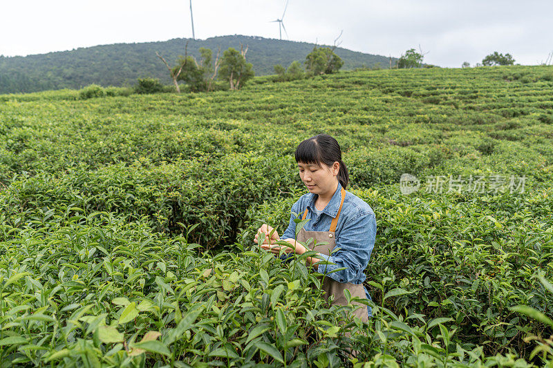 一位亚洲女农民在种植园工作