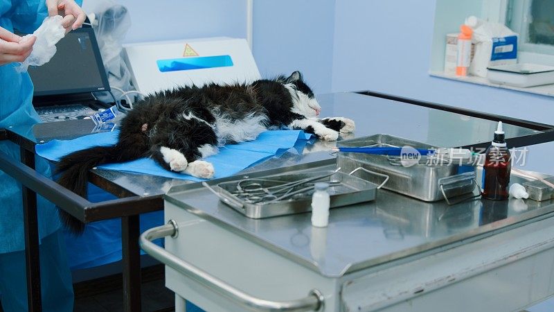 猫在阉割过程中处于麻醉状态