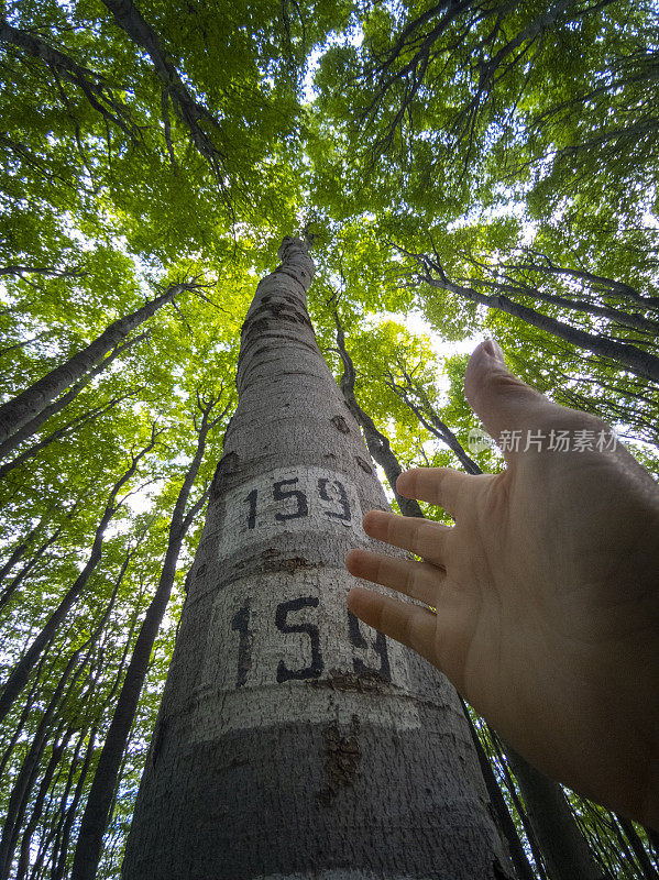 落叶繁茂的树木，POV。护林员检查树木。