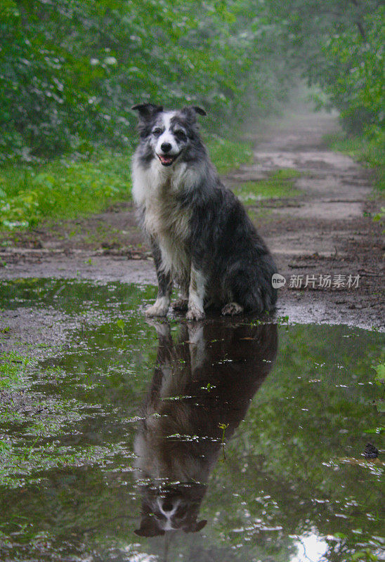 模糊的边境牧羊犬反射