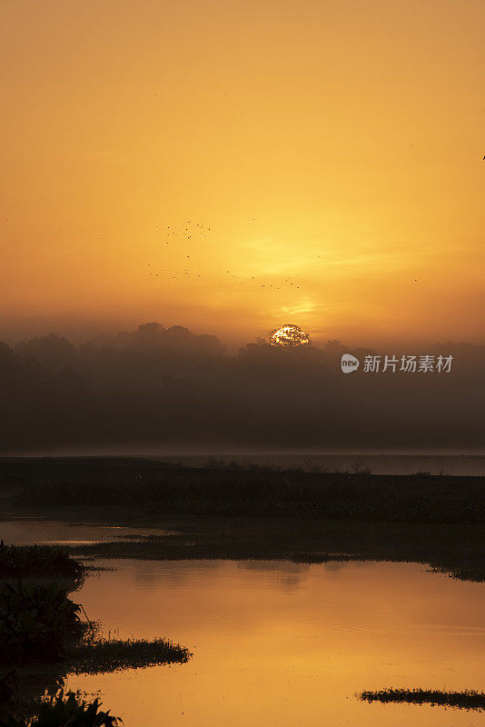 太阳从森林树梢后升起，映入雾蒙蒙的橙色天空，鸟群在空中飞翔，平静的湿地水面上映出金色的倒影