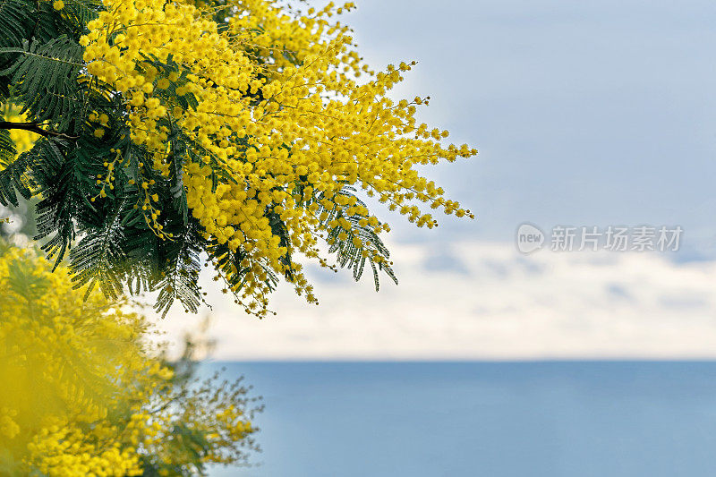 美丽的黄色金合欢或含羞草花在天空和大海的背景。
