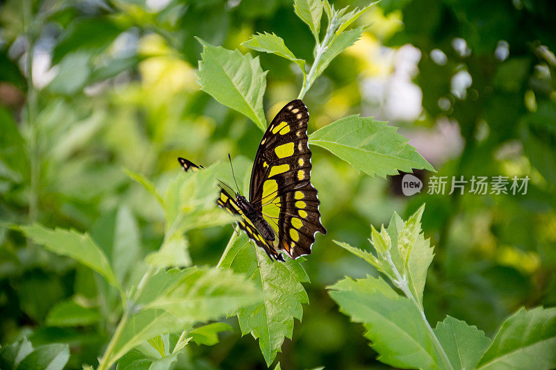 大自然的拥抱:绿色斑点的黑蝴蝶在翠绿的树叶中