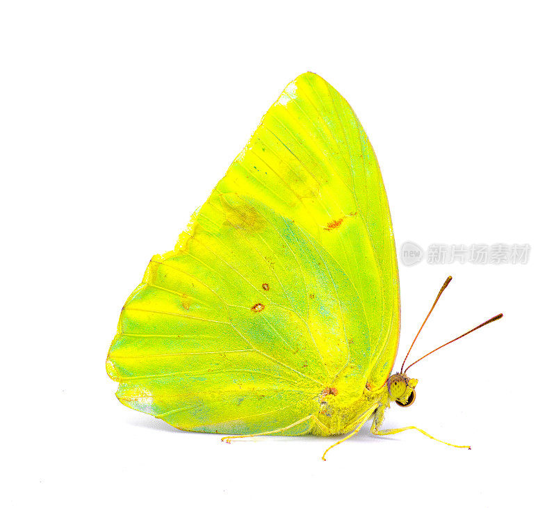 菲比斯-无云的硫磺-是蝴蝶科的一种中等大小的蝴蝶，石灰绿色和黄色的侧面轮廓图在白色的背景上孤立