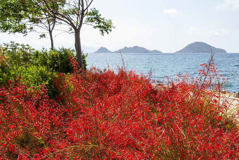 珊瑚树花在海的前面