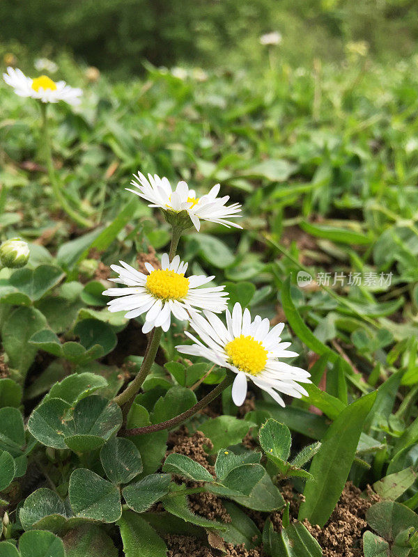 雏菊或洋甘菊田