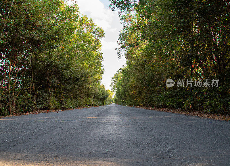 这条公路穿过湄公河三角洲天江省的森林