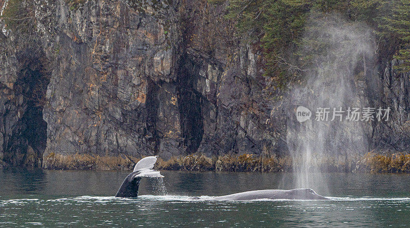 座头鲸在美国阿拉斯加基奈峡湾国家公园的美丽和戏剧性的风景