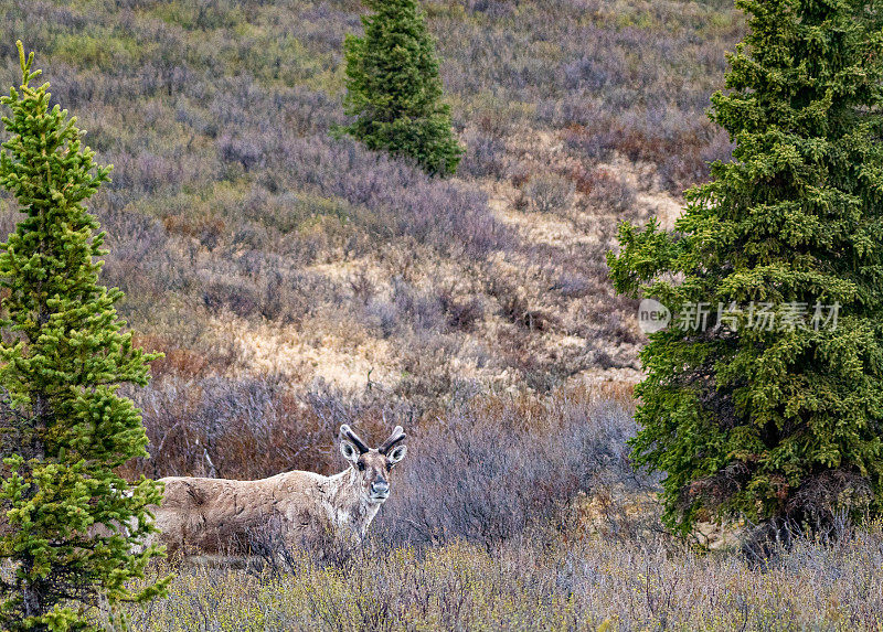 美国阿拉斯加州德纳里国家公园美丽壮观的高山景色中的野生驯鹿