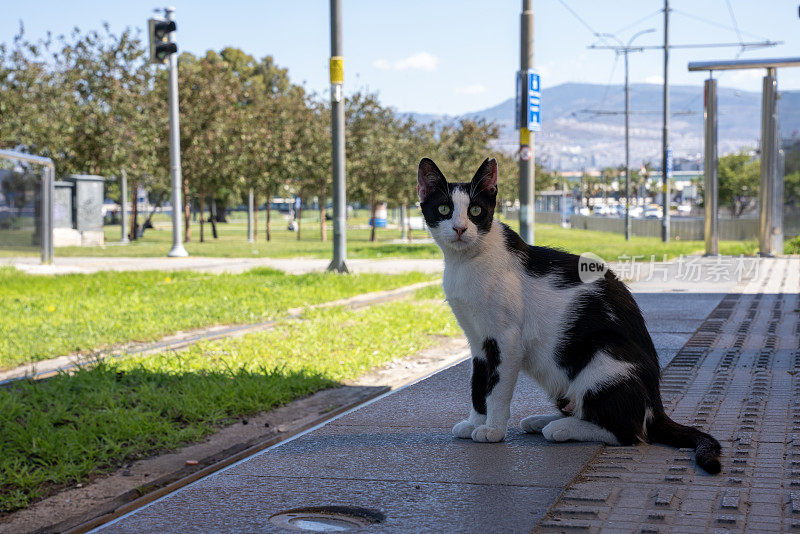 猫看着相机