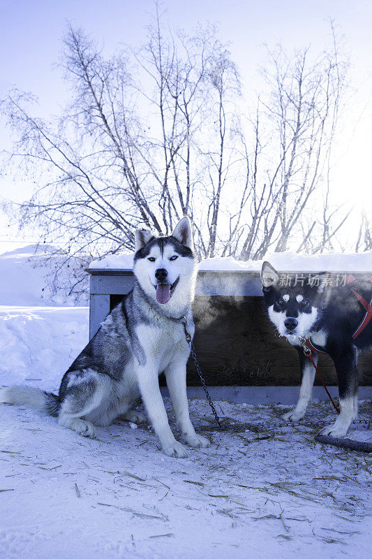 狗狗们等着去奴隶湖玩雪橇