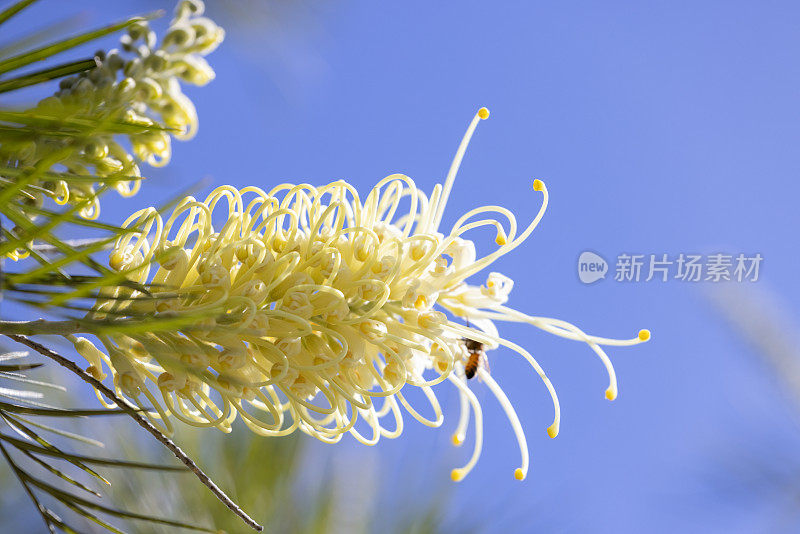 美丽的白色葛柳花对蓝色背景与复制空间