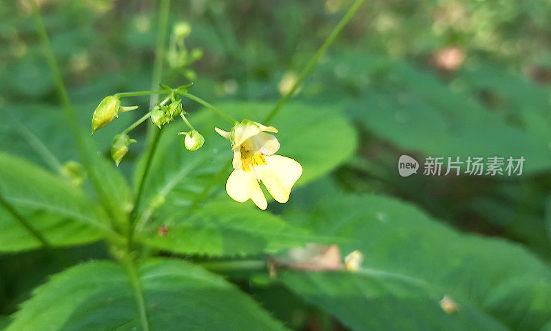 小香脂(凤仙花)