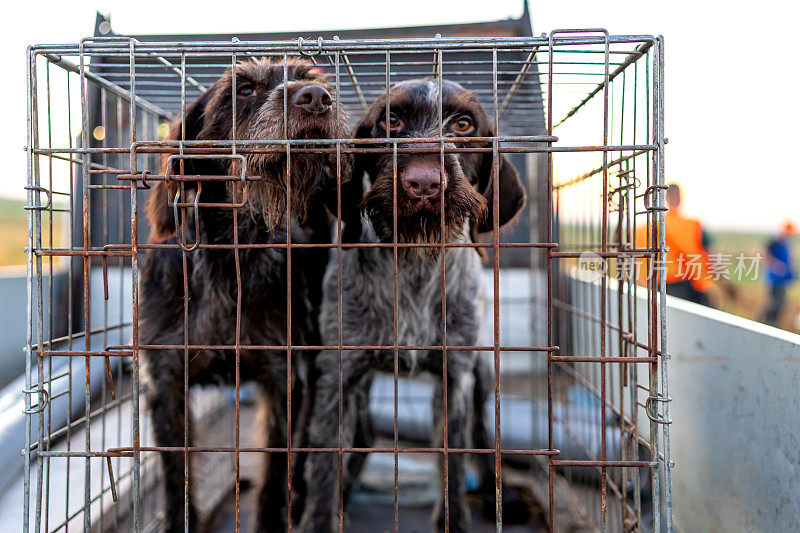 两只短毛猎犬关在笼子里