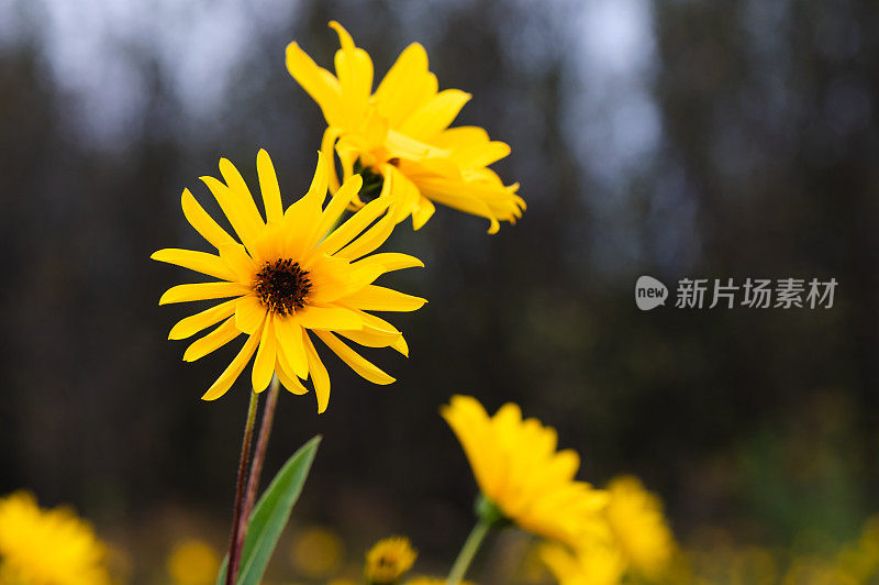 黄花花园背景