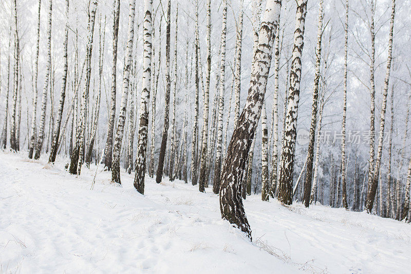 桦树树。冬季森林。雪