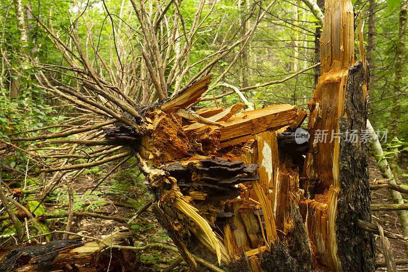 在新罕布什尔州的苏纳皮山上，一棵破碎、死亡的红云杉。