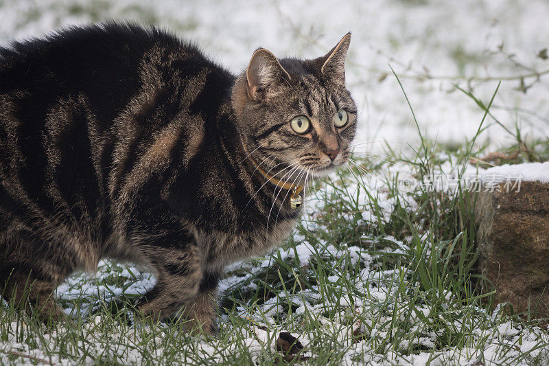 小虎斑猫在雪中玩耍