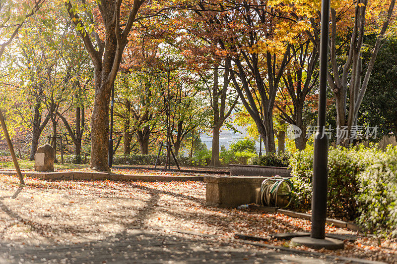 日本大阪，天王寺公园，在美丽的秋树和树叶覆盖的地面上的宁静休息区