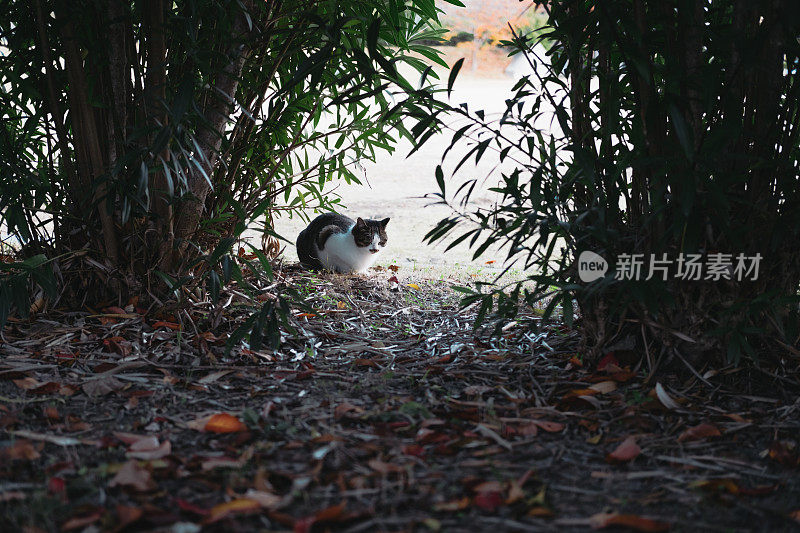 一只猫蹲在一棵植物旁边