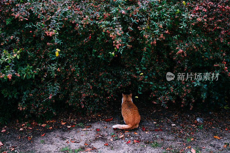 一只猫盯着灌木丛