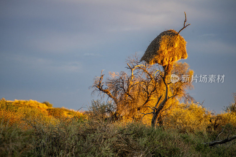 黎明的光线照在喀拉哈里骆驼刺树上和编织者的巢上