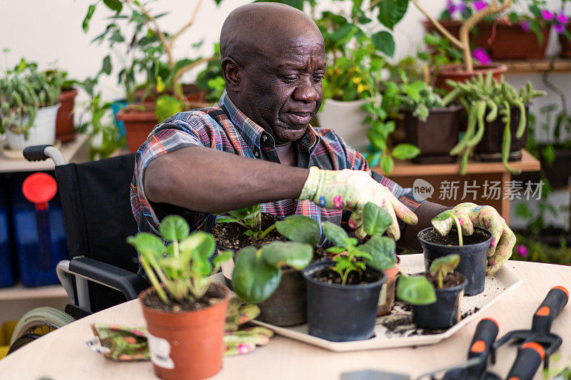 一位男性退休老人正在给室内植物重新盆栽