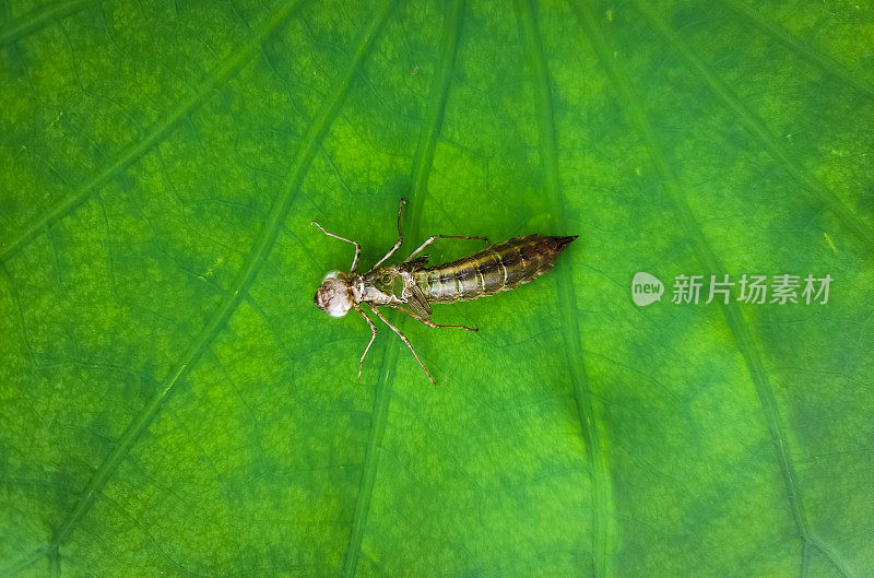 蜻蜓幼虫，蜻蜓壳，昆虫外骨骼