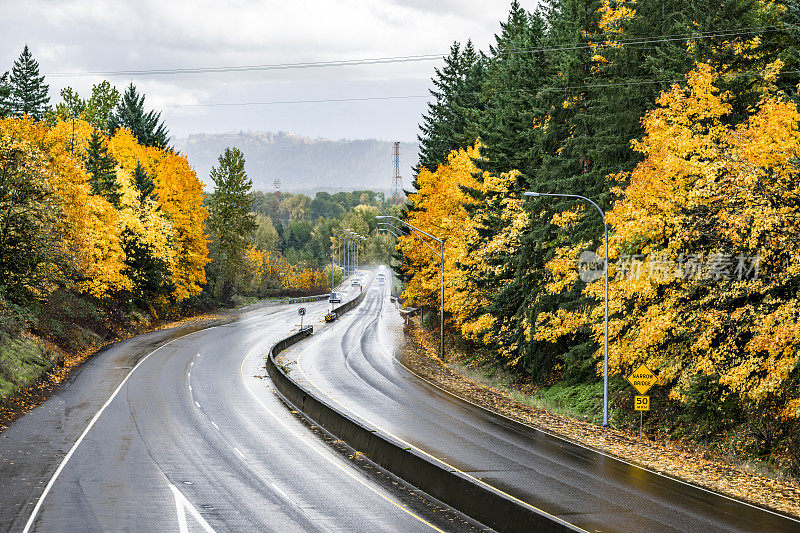 弯弯曲曲的分隔公路，路面潮湿，下雨的时候两旁是黄色的秋树