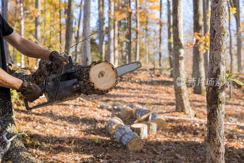 秋季大扫除期间，专业伐木工人在森林里用链锯砍树