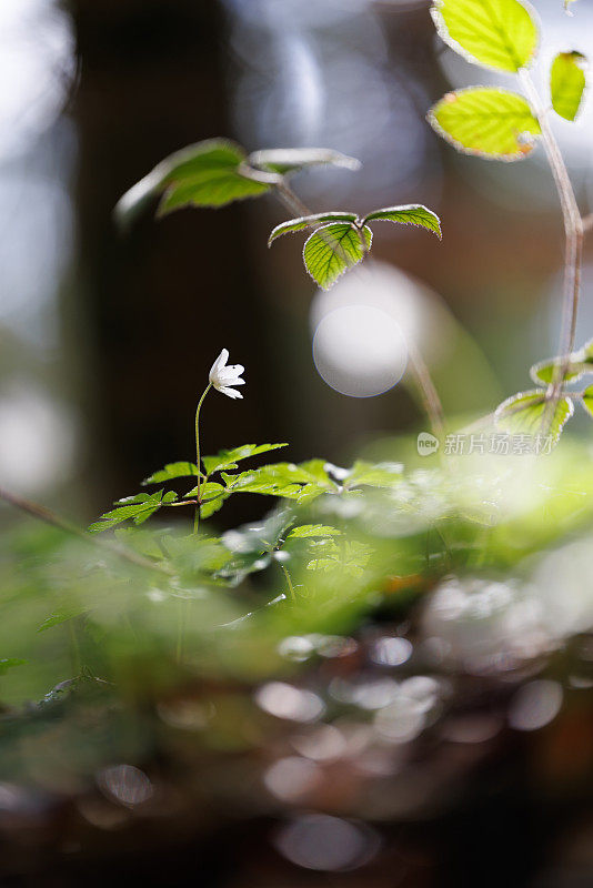 五叶银莲花