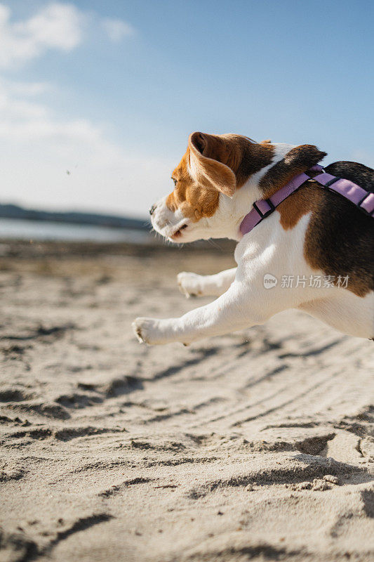 顽皮的小猎犬在沙滩上奔跑