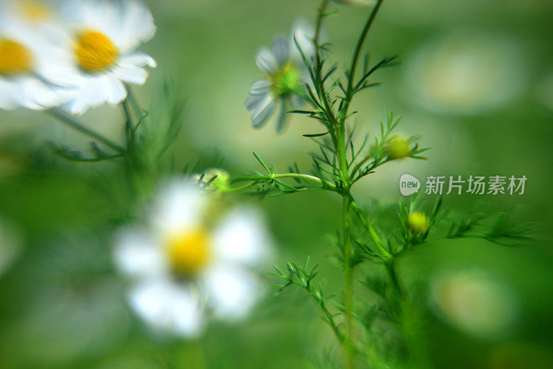 菊花菊花(洋甘菊)花