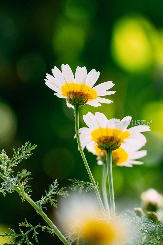 特写冠雏菊菊花