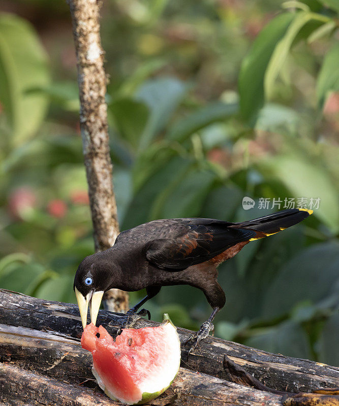 冠毛鸟，岛鸟，又名吃西瓜的玉米鸟;特立尼达