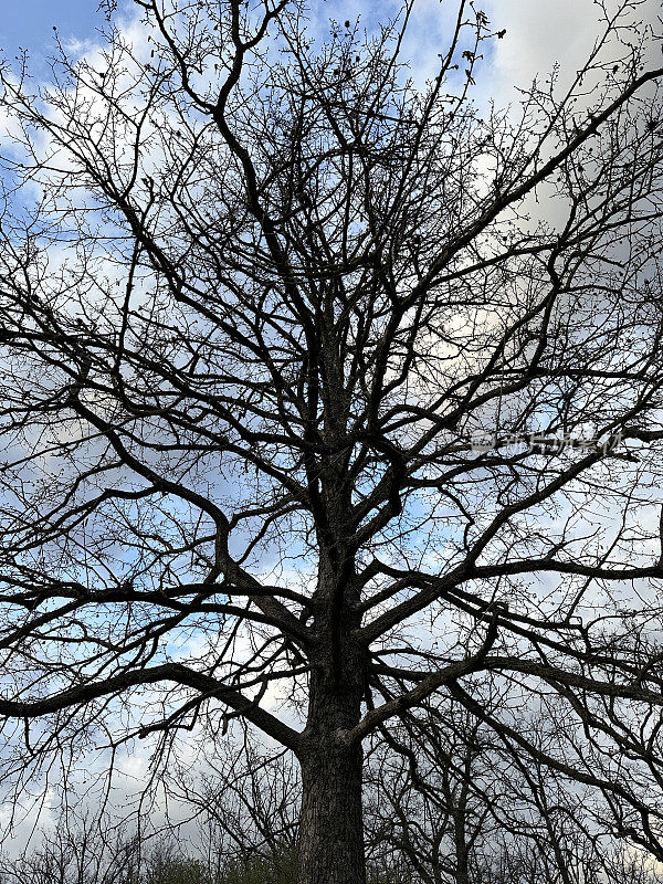 一棵老树的树枝，特写。在天空的背景上有一棵枝繁叶茂的大树。背景纹理-一棵大树的树枝。