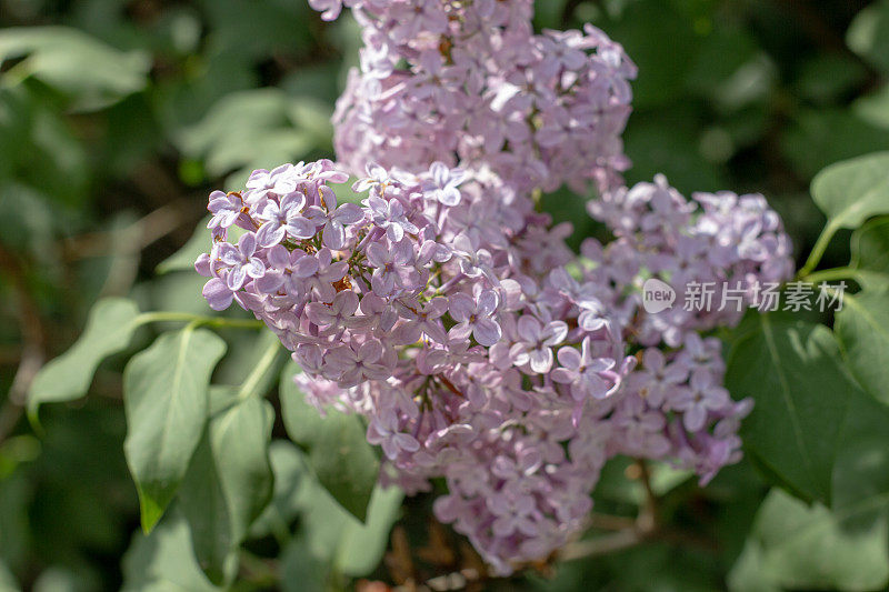 春天的大紫丁香丛