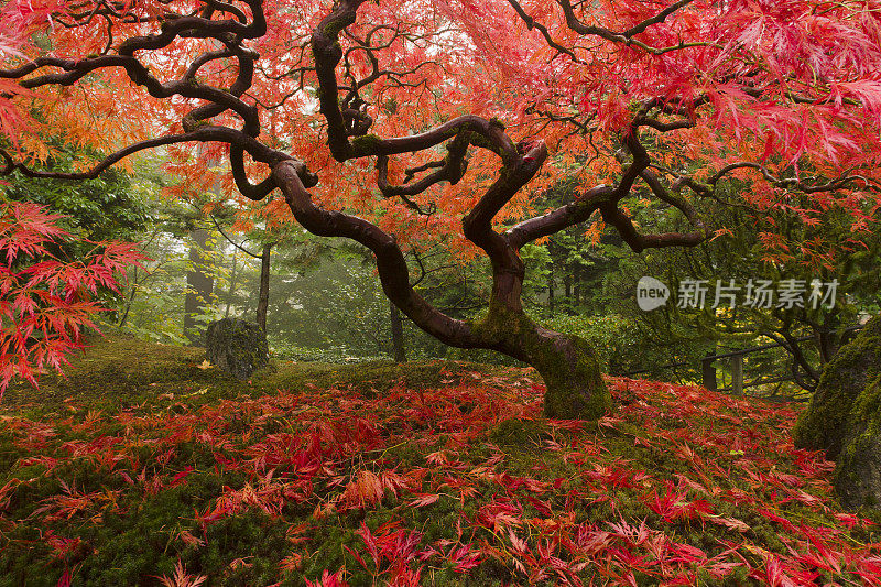 日本枫木与秋天的颜色